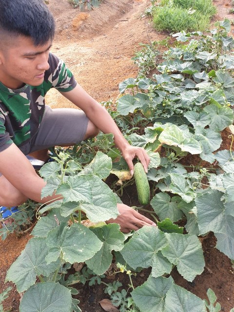Danlanud Batam Sampaikan Lahan Kosong Dimanfaatkan Jadi Ketahanan Pangan
