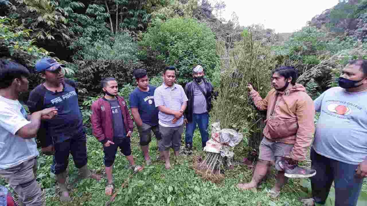 Polisi Temukan Perladangan Ganja, 258 Batang Siap Panen