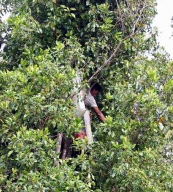 Harga Cengkeh Berbanding Terbalik dengan Harga Rokok di Anambas