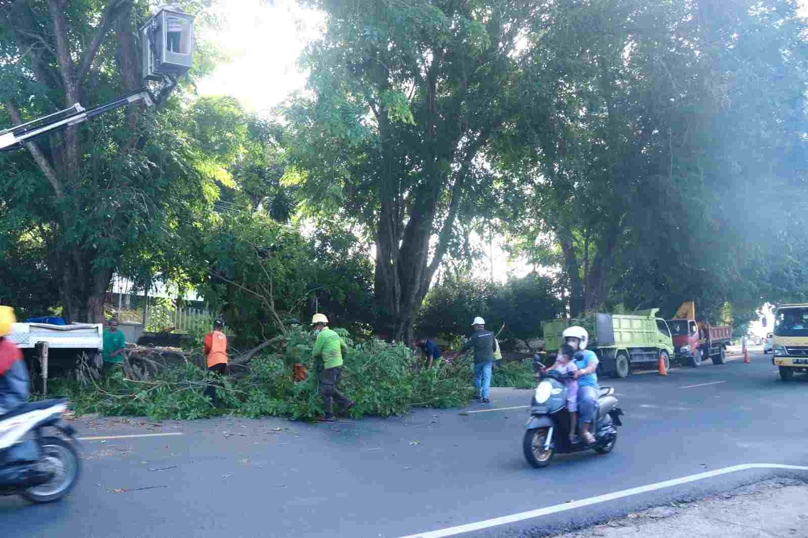 Demi Kenyamanan Pengguna Jalan, Dinas Perkim Tanjungpinang Pangkas Pohon Pinggir Jalan