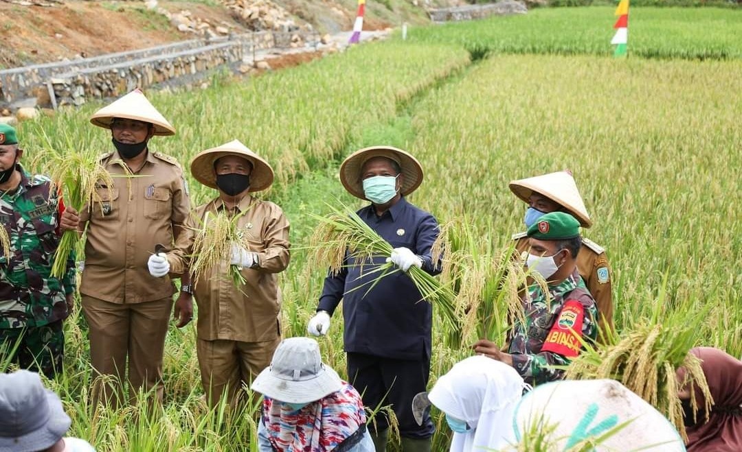 Pjs Bupati Anambas Panen Padi Jenis Eco Varming