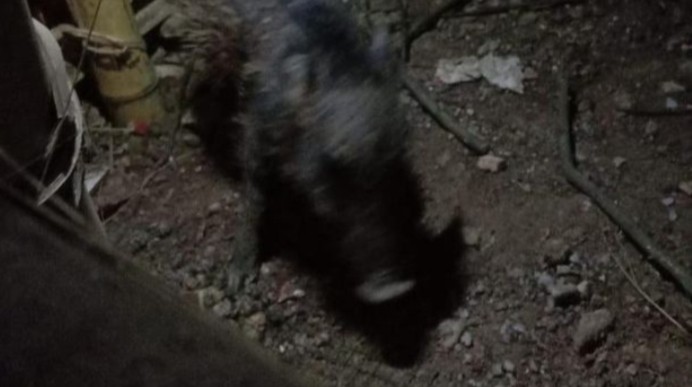 Heboh, Babi Ngepet Ditangkap Warga Bugil!