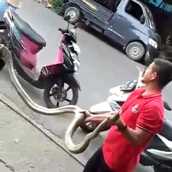 Ngeri! Ular Piton Sepanjang 3 Meter Ditemukan di Dalam Kamar Warga, Petugas Damkar BP Batam Bantu Tangkap