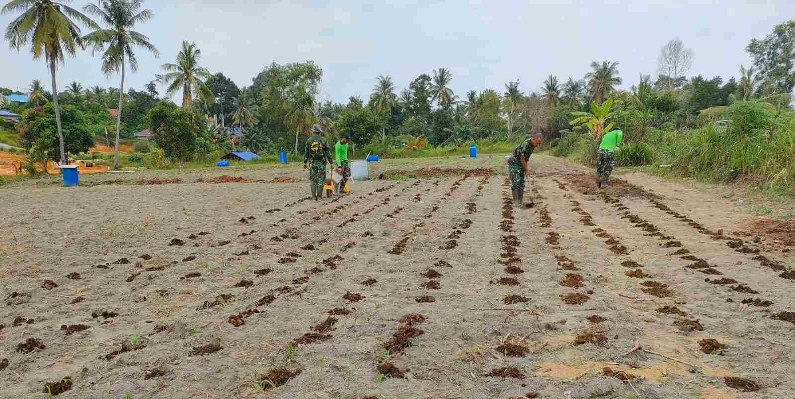 Ciptakan Pertahanan Wilayah yang Kuat, Kodim TBK Perkuat Ketahanan Pangan di Masa Pandemi Covid-19