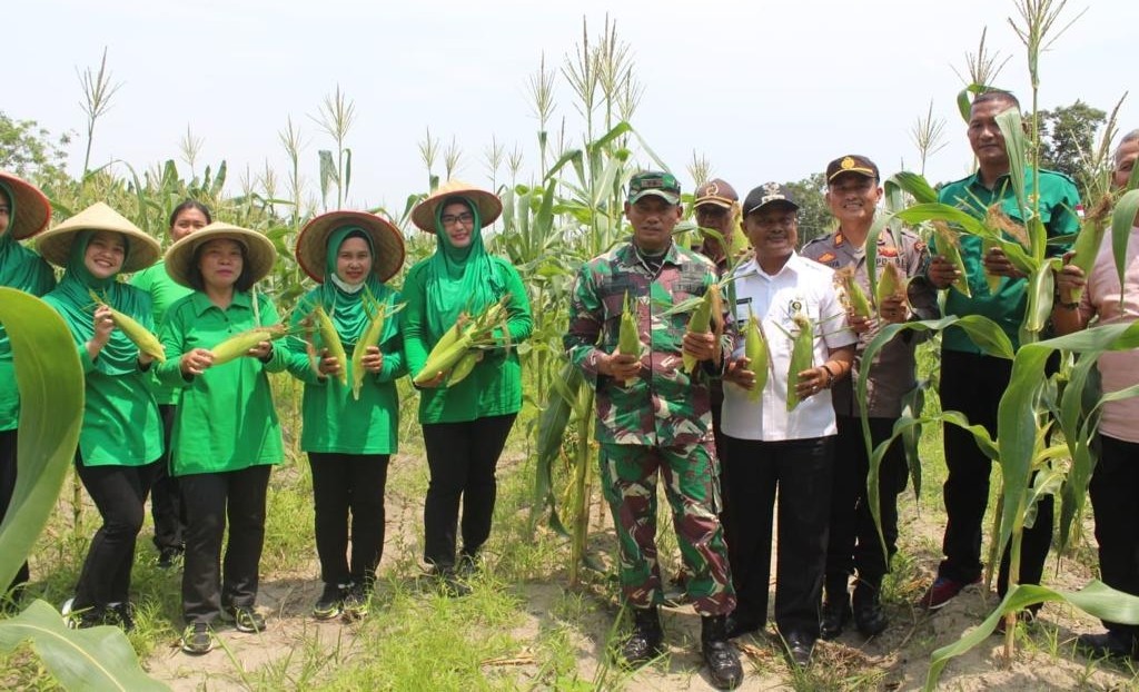 Kodim TBK Panen Jagung, Dandim TBK: Targetnya 20 Ton