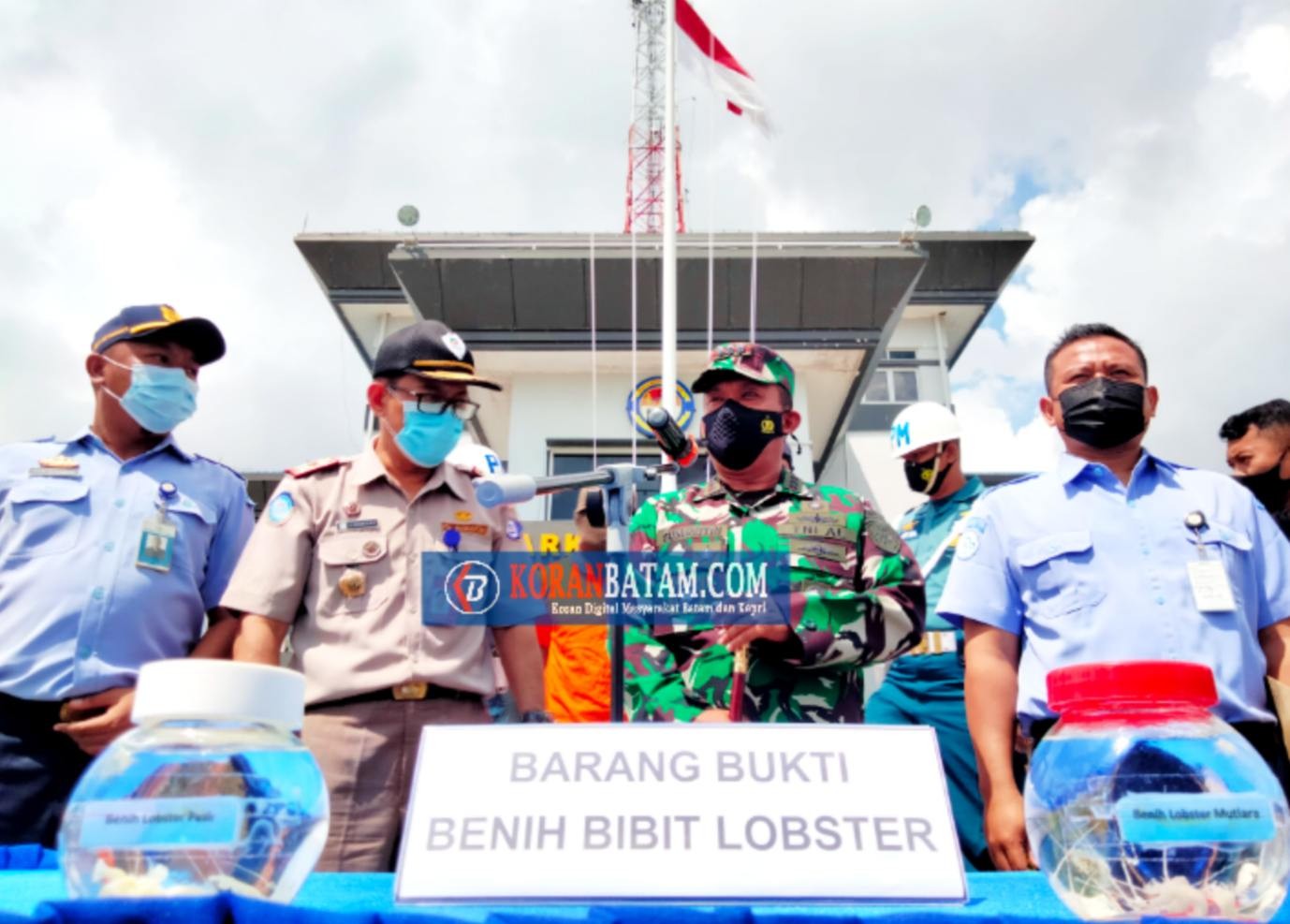 KKP Resmi Larang Ekspor Benih Bening Lobster
