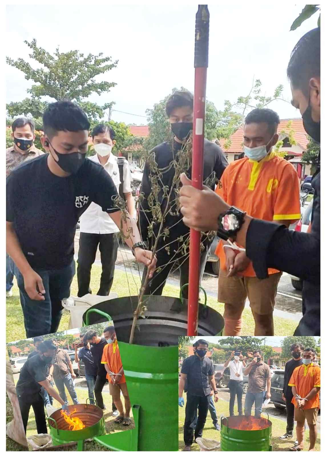 Polda Kepri Bakar Tiga Batang Pohon Ganja