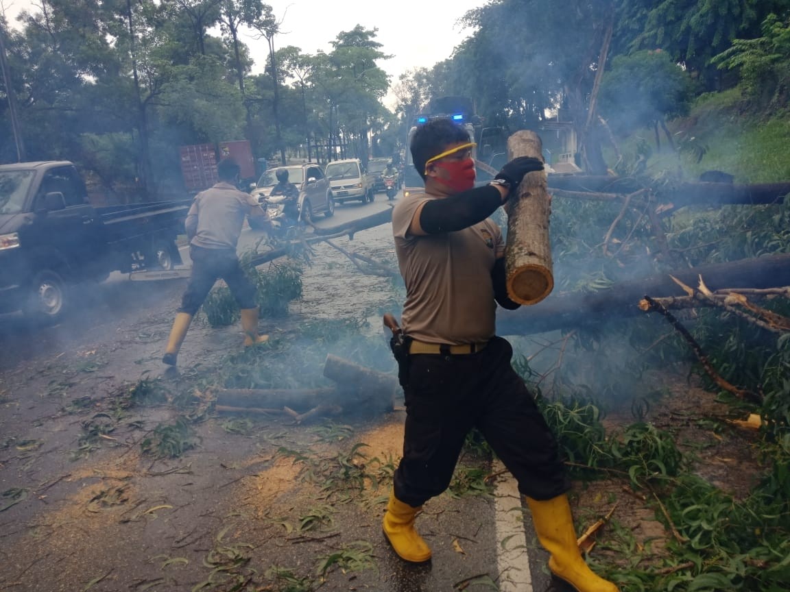 Pohon Tumbang di Seraya, Sat Sabhara Turun ke Lokasi