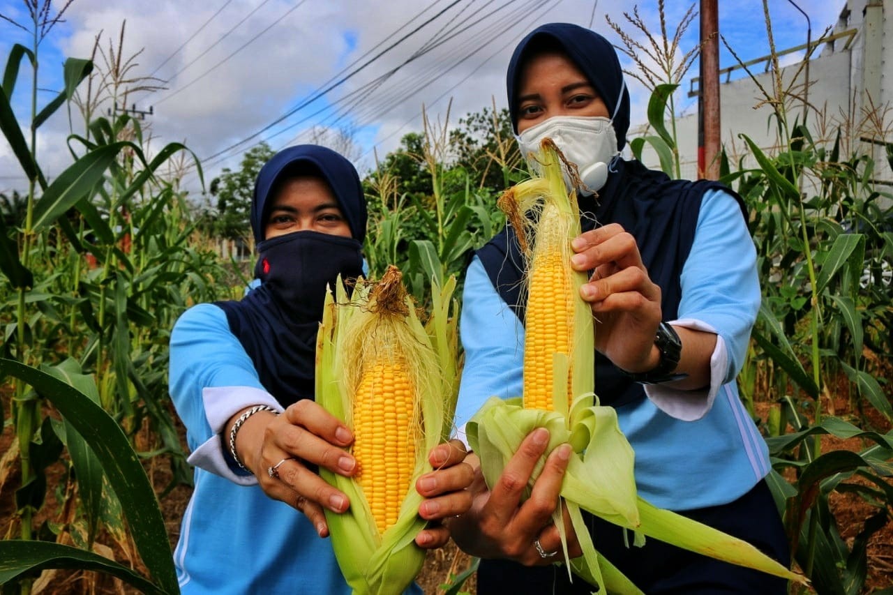 TNI AU Tanjungpinang Panen Perdana Jagung