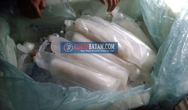 Sempat Kabur, Dua Penyelundup Ratusan Benih Baby Lobster Senilai Rp4 Miliar Berhasil Dibekuk Tim Lanal Batam